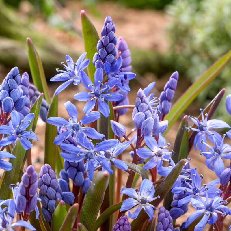 Scilla Bifolia, blå